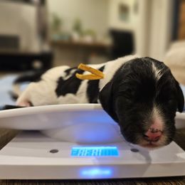 Yellow - Black and White Parti - Black and white male Bernedoodle puppy in Shelby, North Carolina from Forever Grateful Doodles