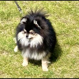 Katya - Pomeranian