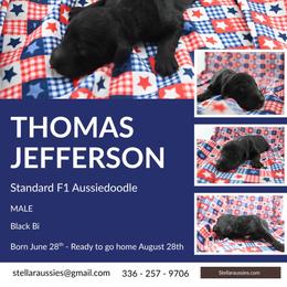 Thomas Jefferson - Black and white male Aussiedoodle puppy in Asheboro, North Carolina from Stellar Aussies