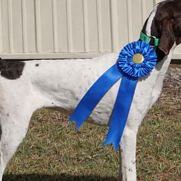 Remi - German Shorthaired Pointer
