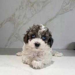 Elsa - Parti female Poodle puppy in Weston, Florida from Miami Toy Poodles