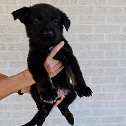 Claire - Bi-color female German Shepherd puppy in Winston Salem, North Carolina from Samtastic Shepherds