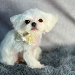 Boba tiny - White male Maltese puppy in California from Yorkie & Maltese Royalty