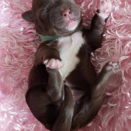 Havanese Puppies from Steal Your Heart Havanese