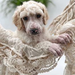 Poodle and Pyredoodle Puppies from Wild suns farm