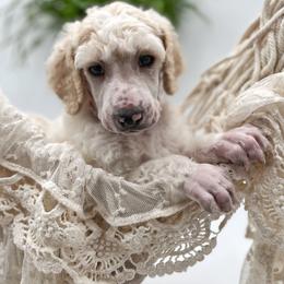 Poodle and Pyredoodle Puppies from Wild suns farm