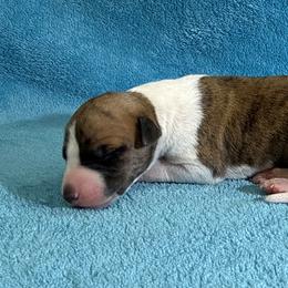 Gladys - White and red brindle female Whippet puppy in Gentry, Arkansas from Mardel Robeson of Mulberry Hollow Whippets