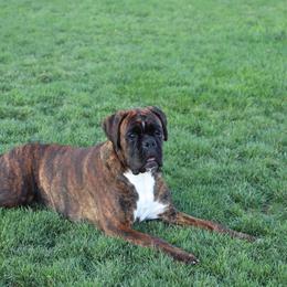 London - Boxer