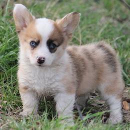 Sable Merle Blue Eye Female - Sable merle and white female American Corgi puppy in Cameron, Texas from Moonstone Corgis & Frenchies