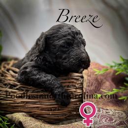 Breeze - Silver female Poodle puppy in Greenville, North Carolina from Grace Poodles