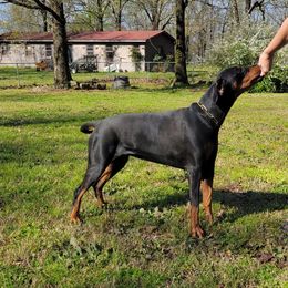 Cavalier King Charles Spaniels and Doberman Pinschers from Masaya