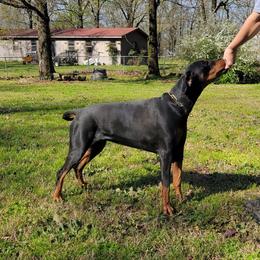 Cavalier King Charles Spaniels and Doberman Pinschers from Masaya