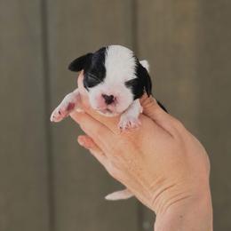 Alfalfa - Black and white male Cavapoo puppy in Nashville, Arkansas from Rocky Road Puppies