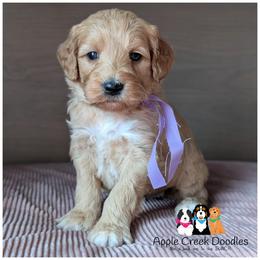 TATUM - Multigen Medium Goldendoodle - OFA-Genetics-2 year warranty-microchip- ready 11-7 - Apricot female Goldendoodle puppy in Jeddo, Michigan from Apple Creek Doodles