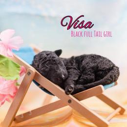 Visa - Black female Mudi puppy in Villa Ridge, Missouri from Mythic Mudi