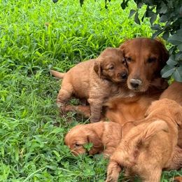 Golden Retriever Puppies from Legacy Farm Goldens