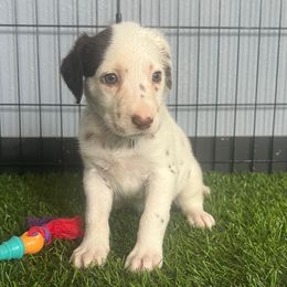 Hexa - LUA liver tri color - White, liver and tan female Dalmatian puppy in Sedalia, Missouri from Missouri Dalmatians
