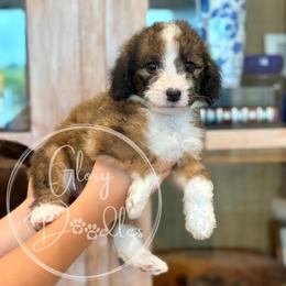 Trixie - Black - Sable female Bernedoodle puppy in Rockwall, Texas from Glory Doodles