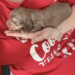Pebble - Chocolate and cream male Dachshund puppy in Fort Worth, Texas from The Holloway Dachshunds