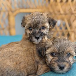 Millie Parti Sable Female - Gold female Yorkshire Terrier puppy in Salisbury, Delaware from Blue Line Kennels