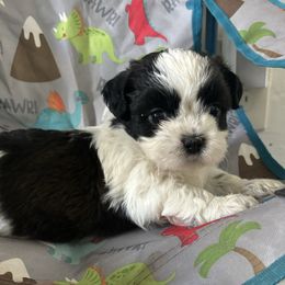 Shih Tzu Puppies from Riley Family Kennel
