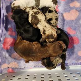 Cockapoo puppies from Raven Oak's Mini Cockapoos and Mini Dachshunds