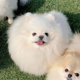 Cotton - Pomeranian