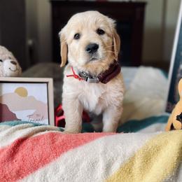 Golden Retriever Puppies from TaylerMade Goldens