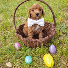 Teddy - Red  male Goldendoodle puppy in Augusta, Georgia from Ivey's Poodles & Doodles