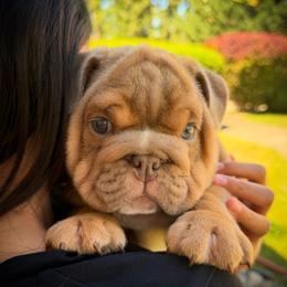 Green - Fawn male Bulldog puppy in Seattle, Washington from Authentic Bullys