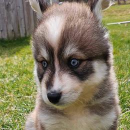 Colton - Red and white Pomsky puppy in Oak Forest, Illinois from Illinois Poms