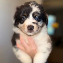 Oogie - Blue merle male Miniature Australian Shepherd puppy in Hillsboro, Texas from H&J Aussies