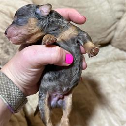 Boy 5 - Blue merle male Aussiedoodle puppy in Golden, Mississippi from Two Creeks Farm Poodles & Doodles