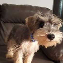 Kraken - Miniature Schnauzer