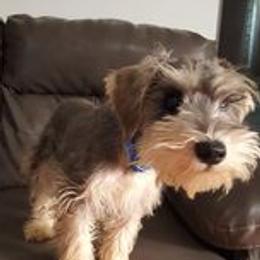 Kraken - Miniature Schnauzer