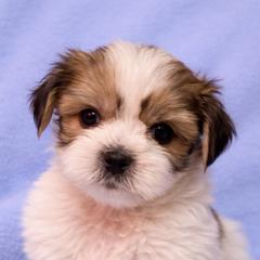 Blue collar - Liver and white male Shorkie puppy in Staten Island, New York from Sensational Shorkies
