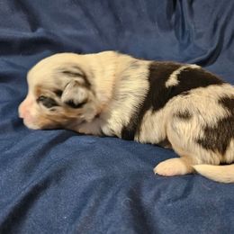 Cooper - Blue merle male Miniature Australian Shepherd puppy in Garland, Texas from Dollie Farms