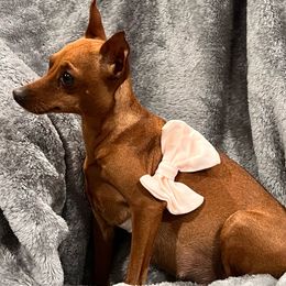 Lilly - Miniature Pinscher
