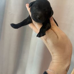 Boy 3 - Black male Goldendoodle puppy in Homer, Georgia from Creekside Kennels
