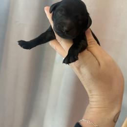 Boy 3 - Black male Goldendoodle puppy in Homer, Georgia from Creekside Kennels