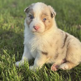 Funyuns - Red merle male Australian Shepherd puppy in Argyle, Iowa from Country Time Kennels