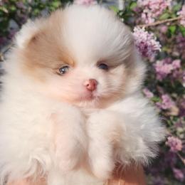 Lucky - 3,500 dollars - Chocolate merle male Pomeranian puppy in Amelia, Ohio from Boujee Puff Poms