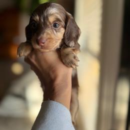 Dachshund Puppies from Bayou d’Elara Dachshunds