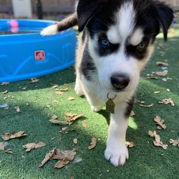 Siberian Husky Puppies from Phresh Pharm Husky Ranch