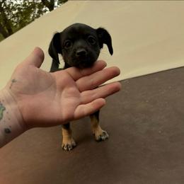 Little Missy - Black and tan female Chihuahua puppy in Alvord, Texas from Gift of Gods Favor