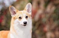 Adult Corgi 