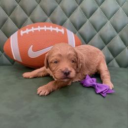 Love - Red female Cavapoo puppy in Central, Arizona from Desert Valley Doodles
