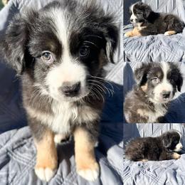 Black tri male 2 - Black tri male Miniature Australian Shepherd puppy in Brooker, Florida from Honey, I Shrunk the Aussies