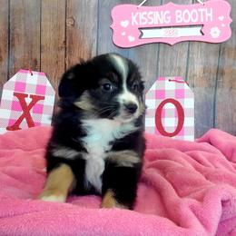 - Australian Shepherd puppy in Oregon from SonSational Farm Toy/ Mini Australian Shepard's