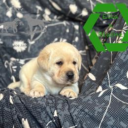 Green collar male - Yellow male Labrador Retriever puppy in Beaverdam, Virginia from Riverside Sunset Labrador Retrievers